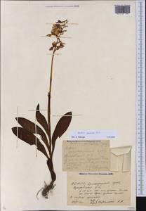 Orchis mascula (L.) L., Caucasus, Krasnodar Krai & Adygea (K1a) (Russia)