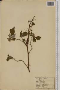 Rubus idaeus L., Eastern Europe, North-Western region (E2) (Russia)
