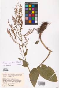 Rumex arifolius All., Eastern Europe, West Ukrainian region (E13) (Ukraine)