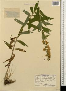 Digitalis ciliata Trautv., Caucasus, Stavropol Krai, Karachay-Cherkessia & Kabardino-Balkaria (K1b) (Russia)