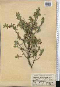 Lonicera microphylla Willd. ex Roem. & Schult., Middle Asia, Dzungarian Alatau & Tarbagatai (M5) (Kazakhstan)