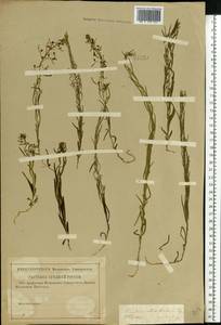 Thesium ebracteatum Hayne, Eastern Europe, Central region (E4) (Russia)