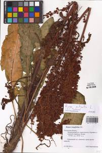 Rumex patientia L., Eastern Europe, Central region (E4) (Russia)