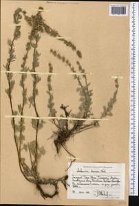 Artemisia sericea (Besser) Weber ex Stechm., Middle Asia, Western Tian Shan & Karatau (M3) (Kazakhstan)