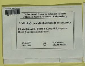 Mielichhoferia mielichhoferiana (Funck) Loeske, Bryophytes, Bryophytes - Chukotka & Kamchatka (B21) (Russia)