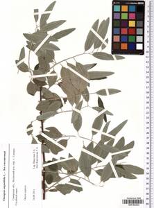 SMR001653, Elaeagnus angustifolia L., Eastern Europe, Middle Volga region (E8) (Russia)