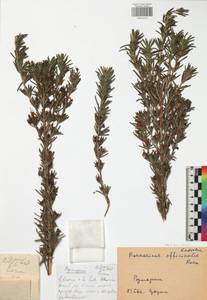 Salvia rosmarinus Schleid., Caucasus, Black Sea Shore (from Novorossiysk to Adler) (K3) (Russia)