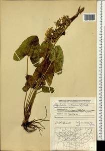Ligularia sibirica (L.) Cass., Mongolia (MONG) (Mongolia)