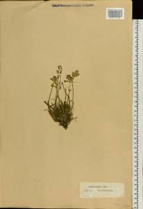 Silene, Siberia, Western Siberia (S1) (Russia)