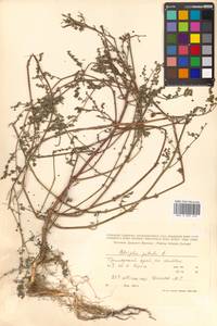 Atriplex patula L., Siberia, Russian Far East (S6) (Russia)