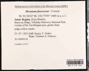 Dicranum fuscescens Turner, Bryophytes, Bryophytes - Russian Far East (excl. Chukotka & Kamchatka) (B20) (Russia)