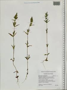 Gentianella amarella subsp. acuta (Michx.) Gillett, Siberia, Altai & Sayany Mountains (S2) (Russia)
