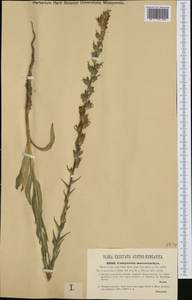 Campanula macrostachya Waldst. & Kit. ex Willd., Western Europe (EUR) (Hungary)