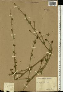Cichorium intybus L., Eastern Europe, Central region (E4) (Russia)