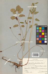 Sanguisorba officinalis L., Siberia, Russian Far East (S6) (Russia)