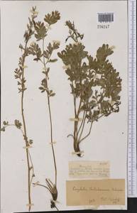 Corydalis gortschakovii Schrenk, Middle Asia, Dzungarian Alatau & Tarbagatai (M5) (Kazakhstan)