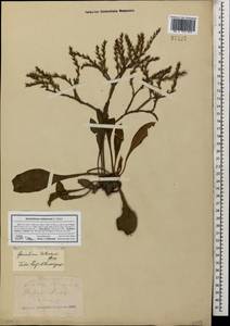 Goniolimon tataricum (L.) Boiss., Caucasus, North Ossetia, Ingushetia & Chechnya (K1c) (Russia)