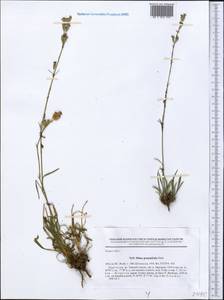 Silene graminifolia Otth, Middle Asia, Northern & Central Tian Shan (M4) (Kyrgyzstan)