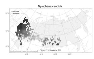 Nymphaea candida C. Presl, Atlas of the Russian Flora (FLORUS) (Russia)