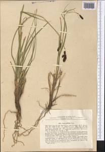Carex nivalis Boott, Middle Asia, Pamir & Pamiro-Alai (M2) (Tajikistan)