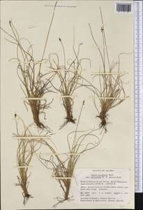 Carex micropoda C.A.Mey., America (AMER) (United States)