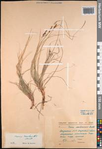 Carex vanheurckii Müll.Arg., Siberia, Yakutia (S5) (Russia)
