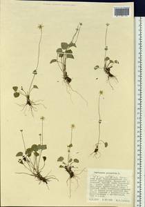 Parnassia palustris L., Siberia, Russian Far East (S6) (Russia)