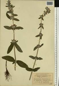 Stachys germanica L., Eastern Europe, South Ukrainian region (E12) (Ukraine)