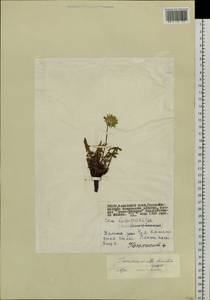 Taraxacum dissectum (Ledeb.) Ledeb., Siberia, Altai & Sayany Mountains (S2) (Russia)
