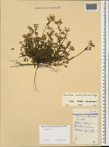 Cerastium multiflorum C. A. Mey., Caucasus, Dagestan (K2) (Russia)
