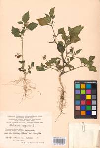 Solanum nigrum L., Eastern Europe, Moscow region (E4a) (Russia)