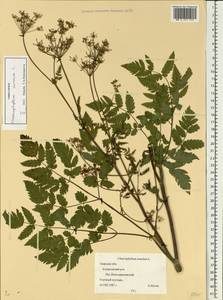 Chaerophyllum aureum L., Eastern Europe, North-Western region (E2) (Russia)