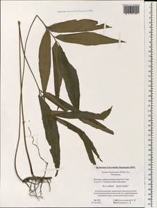 Taenitis blechnoides (Willd.) Sw., South Asia, South Asia (Asia outside ex-Soviet states and Mongolia) (ASIA) (Vietnam)
