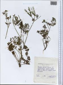 Scandix pecten-veneris L., Middle Asia, Western Tian Shan & Karatau (M3) (Tajikistan)