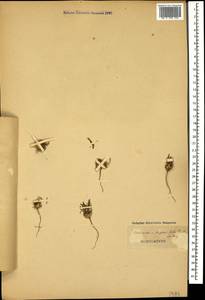 Hohenackeria exscapa (Stev.) Kos.-Pol., Caucasus, Azerbaijan (K6) (Azerbaijan)