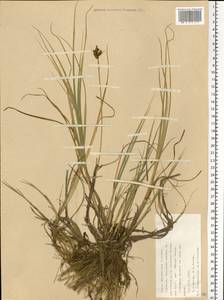 Carex mackenziei V.I.Krecz., Eastern Europe, Northern region (E1) (Russia)