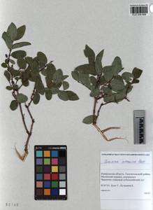 KUZ 004 669, Lonicera caerulea subsp. altaica (Pall.) Gladkova, Siberia, Altai & Sayany Mountains (S2) (Russia)