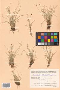 Fimbristylis dichotoma var. ochotensis (Meinsh.) T.Koyama, Siberia, Chukotka & Kamchatka (S7) (Russia)