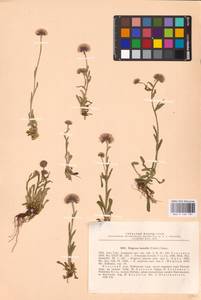 Erigeron borealis (Vierh.) Simmons, Eastern Europe, Northern region (E1) (Russia)