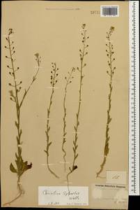 Camelina microcarpa subsp. pilosa (DC.) Jáv., Caucasus, Azerbaijan (K6) (Azerbaijan)