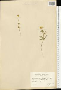 Ranunculus arcticus Richardson, Eastern Europe, Northern region (E1) (Russia)