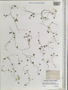 Ranunculus radicans C. A. Mey., Siberia, Baikal & Transbaikal region (S4) (Russia)