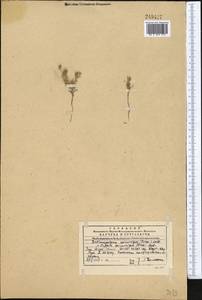 Lappula spinocarpos (Forssk.) Asch., Middle Asia, Western Tian Shan & Karatau (M3) (Kazakhstan)