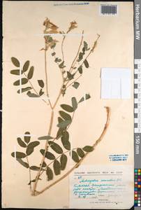 Astragalus frigidus (L.) A.Gray, Siberia, Baikal & Transbaikal region (S4) (Russia)