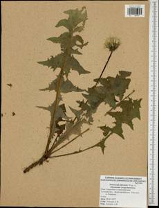 Taraxacum officinale Weber ex Wiggins, Eastern Europe, Central region (E4) (Russia)