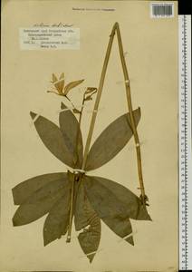 Lilium distichum Nakai ex Kamib., Siberia, Russian Far East (S6) (Russia)