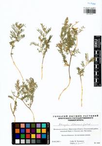 Astragalus olchonensis Gontsch., Siberia, Baikal & Transbaikal region (S4) (Russia)