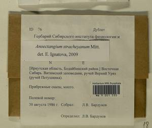Anoectangium stracheyanum Mitt., Bryophytes, Bryophytes - Baikal & Transbaikal regions (B18) (Russia)
