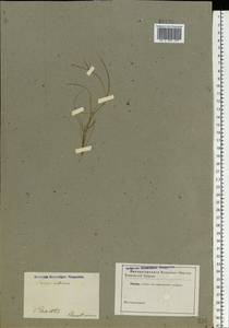 Juncus bulbosus subsp. bulbosus, Eastern Europe, North-Western region (E2) (Russia)