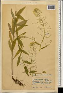 Erysimum aureum M.Bieb., Caucasus, Krasnodar Krai & Adygea (K1a) (Russia)